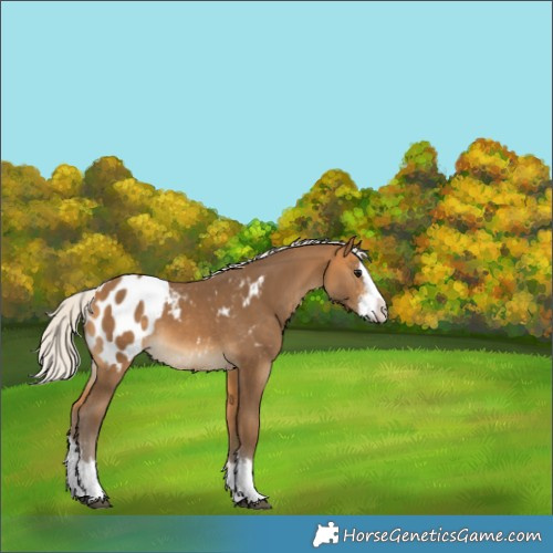 Horse Color:Silver Buckskin Sabino Splash Appaloosa