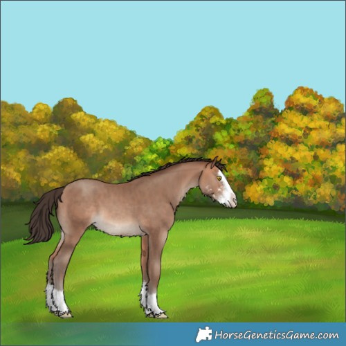 Horse Color:Amber Champagne Sabino Splash 