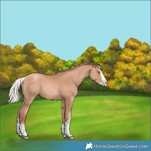 Horse Color:White Spotted Silver Amber Champagne Splash 