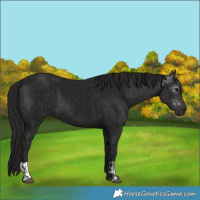 Horse Color:Smoky Black  and Gray Smoky Black 