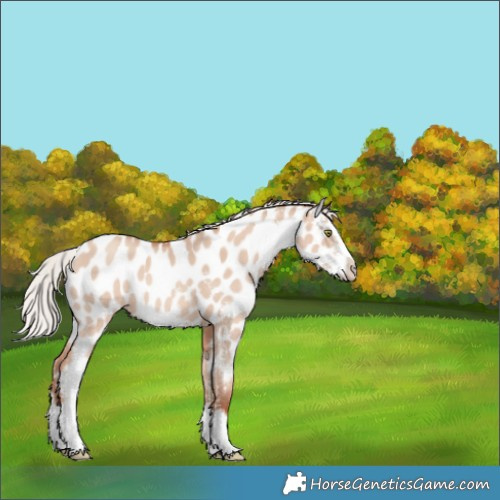 Horse Color:Silver Sable Champagne Dun Sabino Splash Appaloosa 