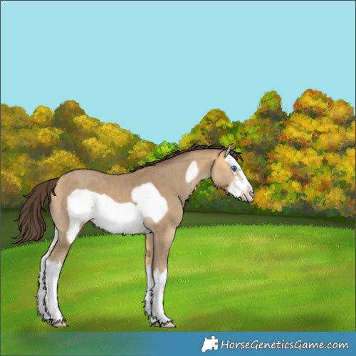 Horse Color:Amber Cream Champagne Sabino Splash Frame 