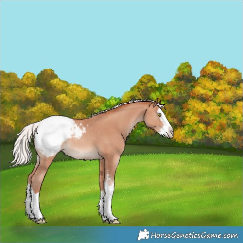 Horse Color:Silver Sable Champagne Sabino Splash Appaloosa 