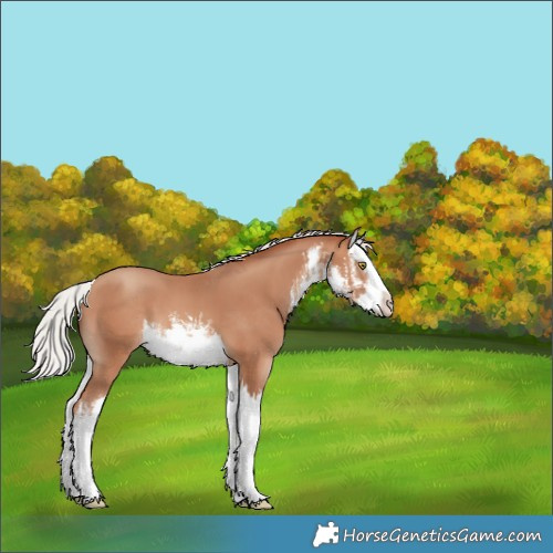 Horse Color:White Spotted Silver Sable Champagne Splash 