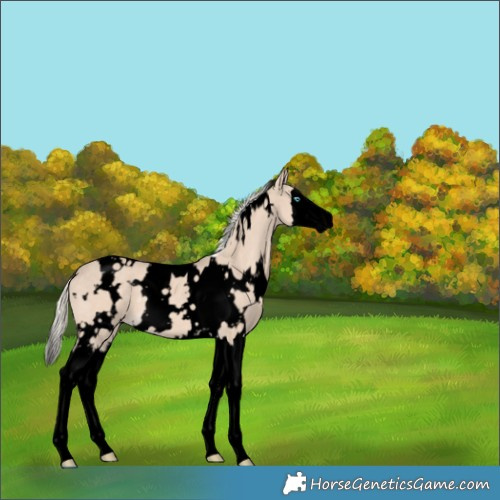 Horse Color:Void White Spotted Cremello Splash 