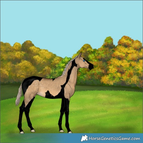 Horse Color:Void Chocolate Palomino Dun Splash Tobiano 