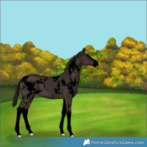Horse Color:Void White Spotted Liver Chestnut Splash 