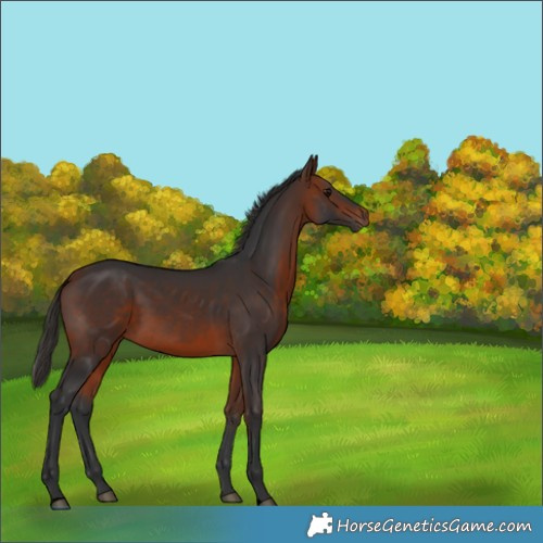 Horse Color:Void Bay Rabicano 