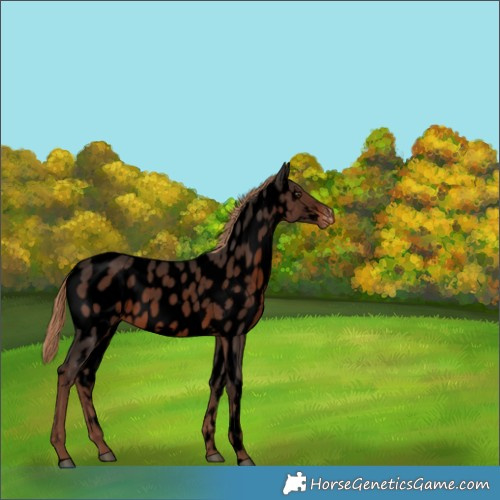 Horse Color:Void White Spotted Liver Chestnut Near Leopard 