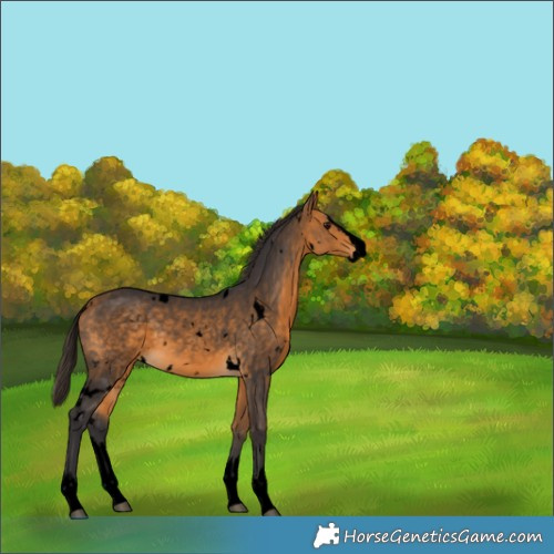 Horse Color:Void White Spotted Buckskin Splash