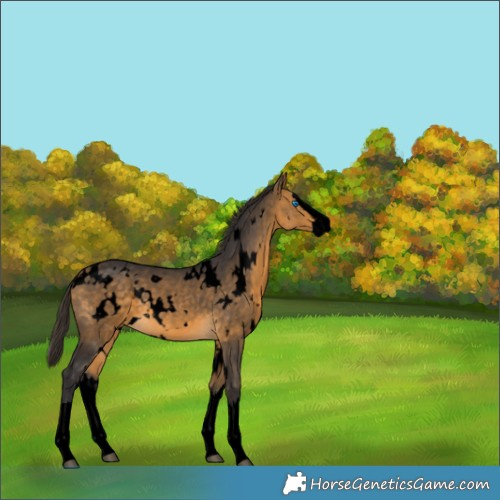 Horse Color:Void White Spotted Buckskin Splash 