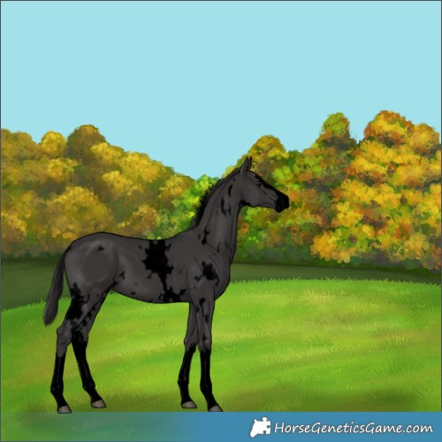 Horse Color:Void White Spotted Smoky Black Splash 