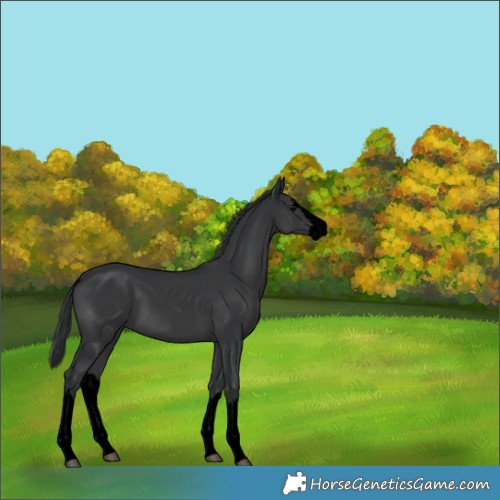 Horse Color:Void Black Splash 
