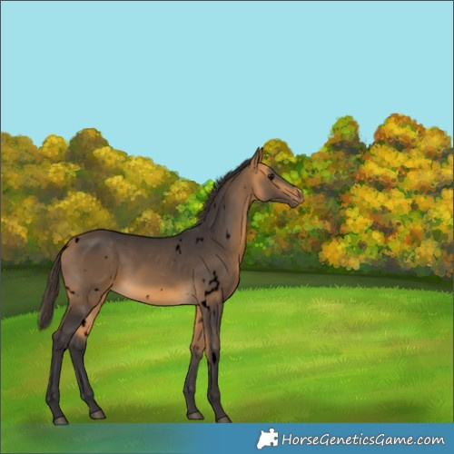 Horse Color:Void White Spotted Buckskin 