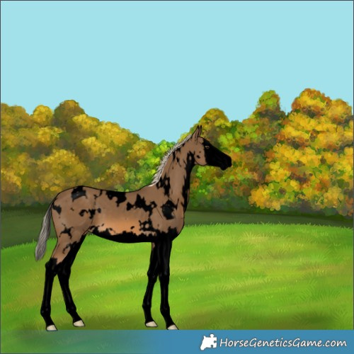 Horse Color:Void White Spotted Chocolate Palomino Splash Varnish 