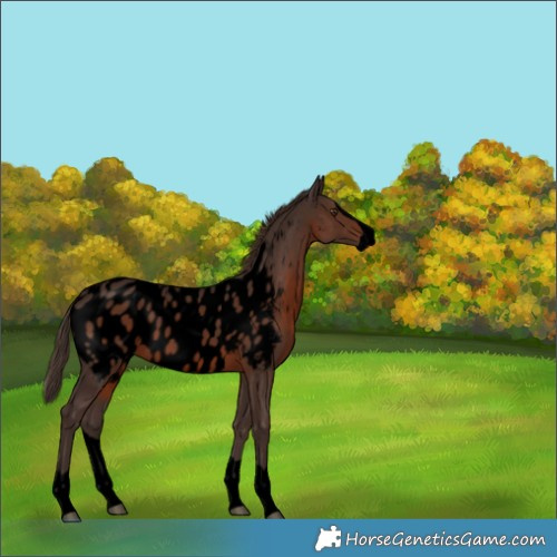 Horse Color:Void Liver Chestnut Splash Near Leopard 