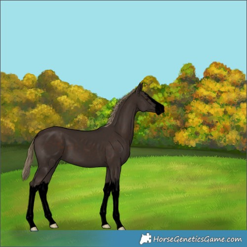 Horse Color:Void Liver Chestnut Splash 