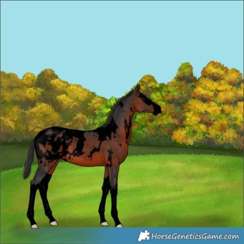 Horse Color:Void White Spotted Brown Splash Appaloosa 