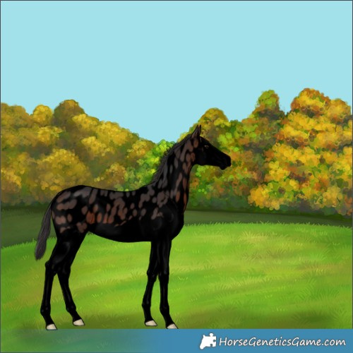 Horse Color:Void Brown Splash Near Leopard Rabicano 