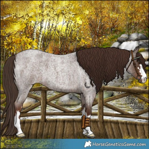 Horse Color:Liver Red Roan 