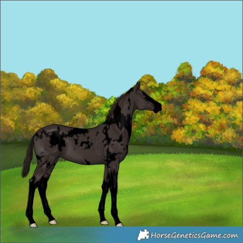 Horse Color:Void White Spotted Liver Chestnut Splash 