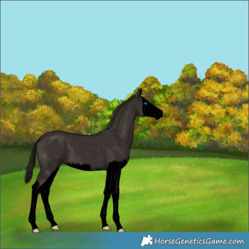 Horse Color:Void Liver Chestnut Splash 