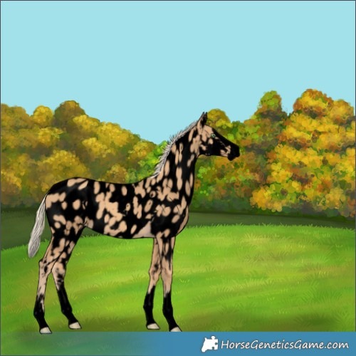 Horse Color:Void White Spotted Gold Cream Champagne Splash Near Leopard 