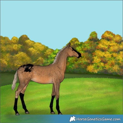 Horse Color:Void Chocolate Palomino Splash Appaloosa