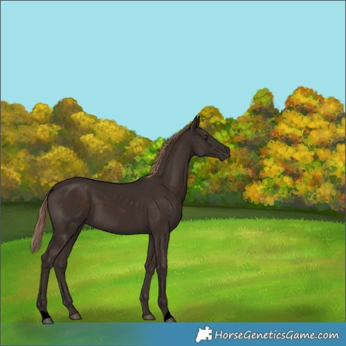 Horse Color:Void Liver Chestnut 