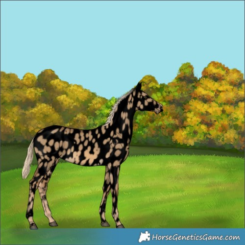 Horse Color:Void White Spotted Chocolate Palomino Dun Near Leopard 