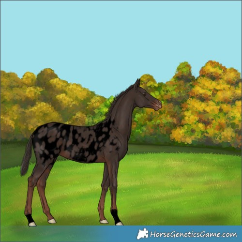 Horse Color:Void Liver Chestnut Near Leopard 