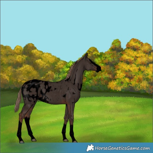 Horse Color:Void White Spotted Liver Chestnut Splash Blanket 