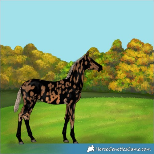 Horse Color:Void White Spotted Chocolate Palomino Splash Appaloosa 