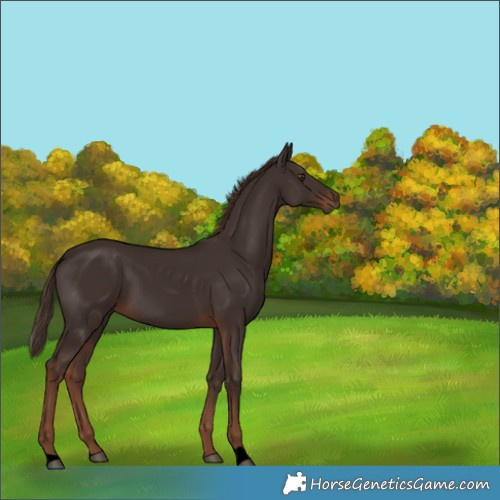 Horse Color:Void Liver Chestnut 
