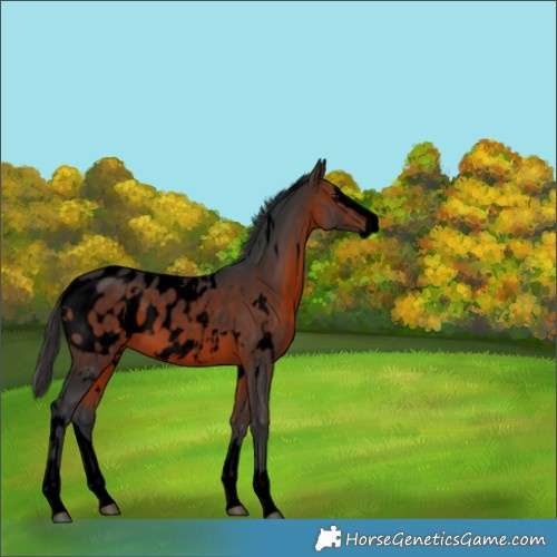 Horse Color:Void White Spotted Brown Splash Appaloosa 