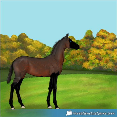 Horse Color:Void Liver Chestnut Splash 