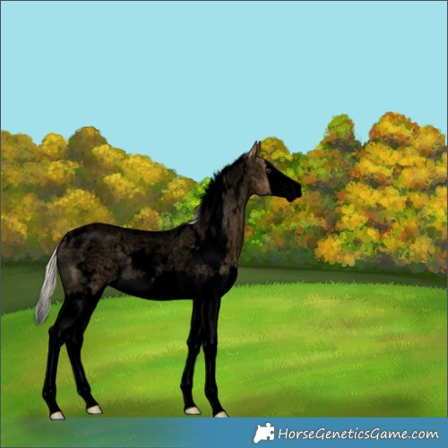 Horse Color:Void White Spotted Silver Buckskin Roan Dun Splash Rabicano 