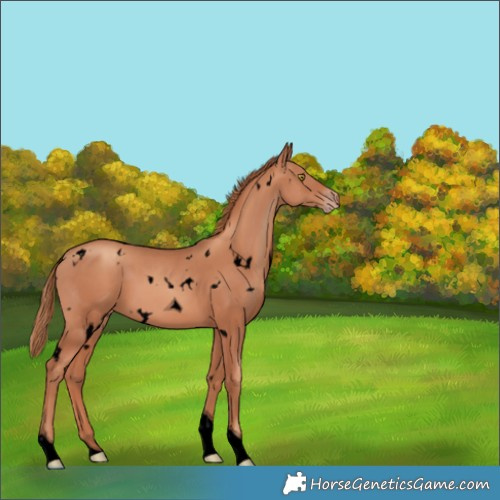 Horse Color:Void White Spotted Gold Champagne Tobiano 