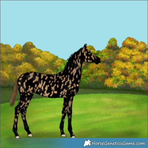 Horse Color:Void White Spotted Amber Cream Champagne Sabino Leopard 
