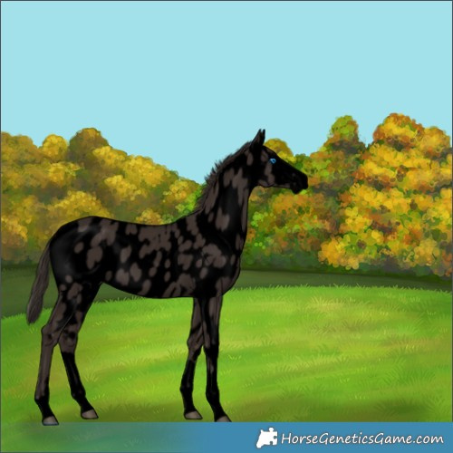 Horse Color:Void Liver Chestnut Splash Near Leopard 