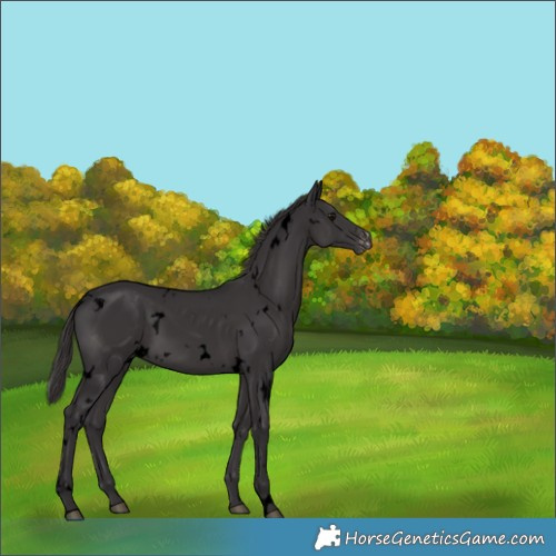 Horse Color:Void White Spotted Smoky Black Appaloosa 