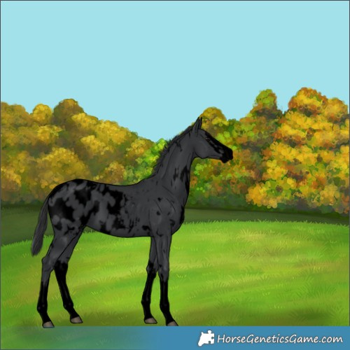 Horse Color:Void White Spotted Black Splash Appaloosa 