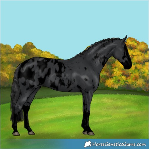 Horse Color:Void White Spotted Black Splash Blanket 