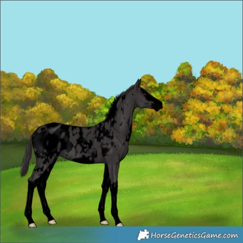 Horse Color:Void White Spotted Smoky Black Splash Appaloosa 