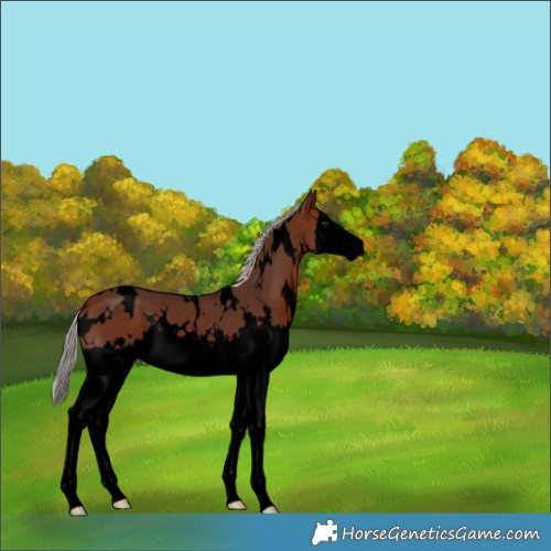 Horse Color:Void White Spotted Silver Bay Splash 