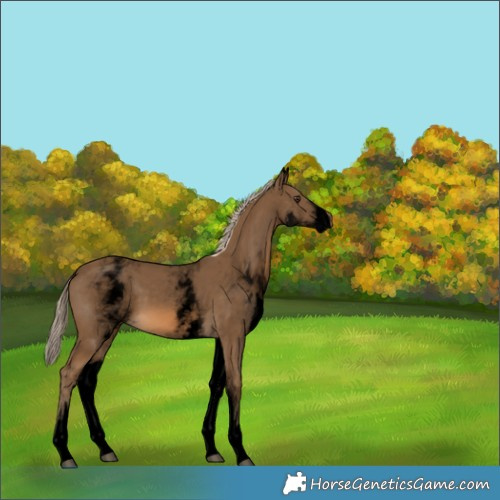 Horse Color:Void White Spotted Chocolate Palomino 