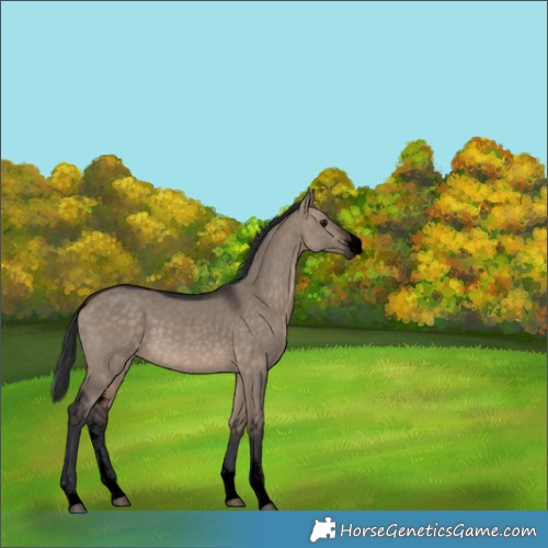 Horse Color:Void Brown Dun Sabino 