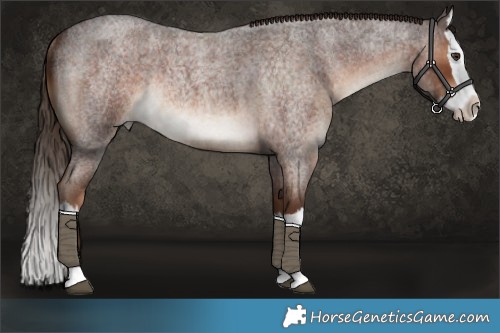 Horse Color:Liver Red Roan Splash Rabicano 