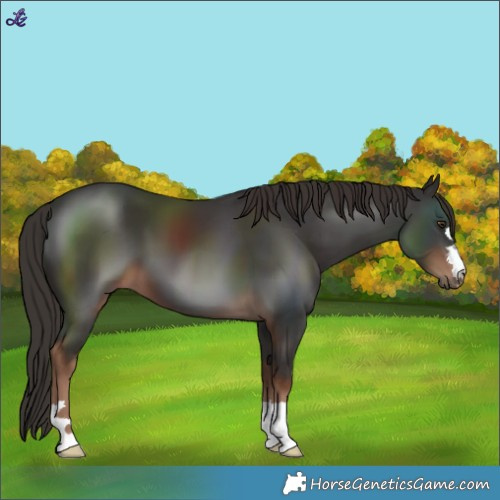 Horse Color:Liver Chestnut 