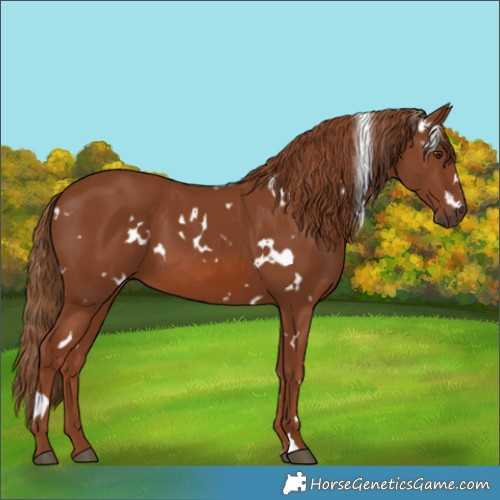 Horse Color:White Spotted Chestnut 